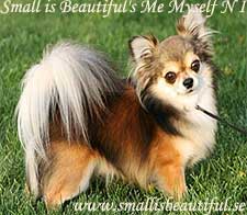 Small is Beautiful's Me Mys