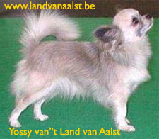 Yosy van t Land van Aalst