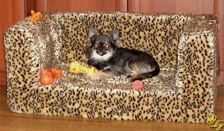 Фешенебельный диван в стиле леопарда для грациозной Чихуахуа