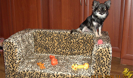 Фешенебельный диван в стиле леопарда для грациозной Чихуахуа