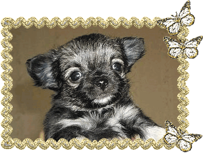30.08.2008г. - В Санкт-Петербурге родилась маленькая звездочка собачьего гламура - длинношерстная чихуахуа Эмануэль блю скай