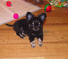 Фотоальбом щенка из второго помета Эмануэль блю скай - Беатрикс Шоу Леди