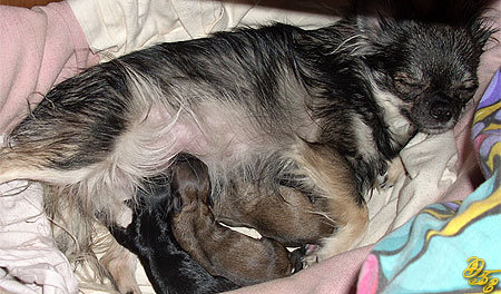 Фотогалерея щенной (беременной) и кормящей Чихуахуа