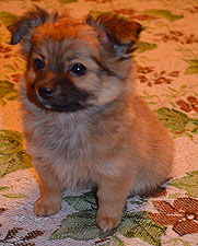 Продается 4-х месячный щенок Чихуахуа (отец Жордан Алексис)