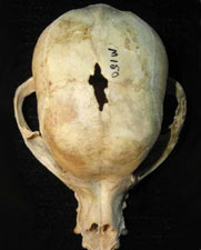 Яблокообразный череп Чихуахуа