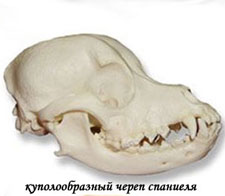 Куполообразный череп Спаниеля