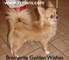 Bramerita Golden Wishes