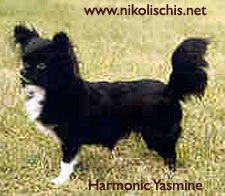 Harmonic Yasmine