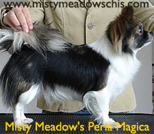 Misty Meadow's Perla Magica
