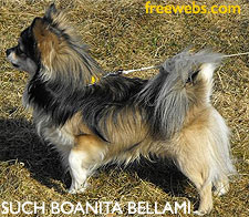Such Boanita Bellami