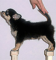 Стойка щенка Чихуахуа на специальной подставке