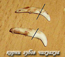 Корни зубов Чихуахуа